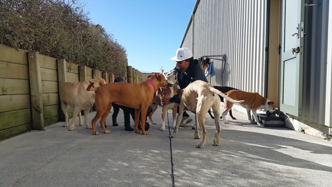 7 Leadership Principles for Dog Owners​